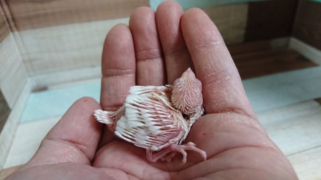 十姉妹（ジュウシマツ）