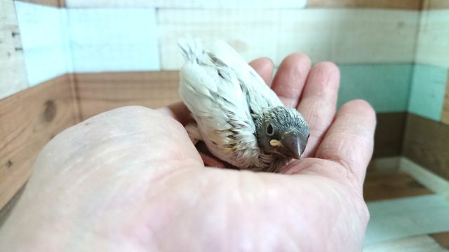 シルバー文鳥