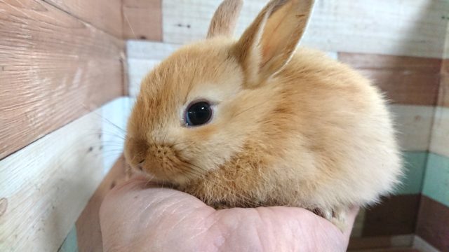 ミニウサギ