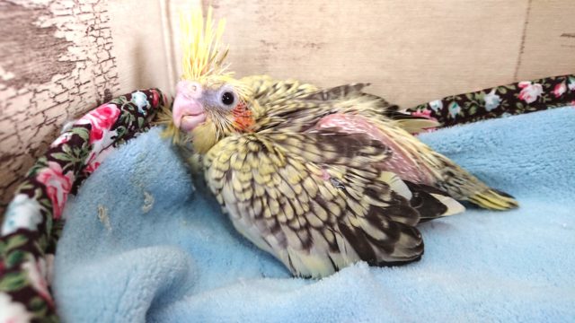 オカメインコ