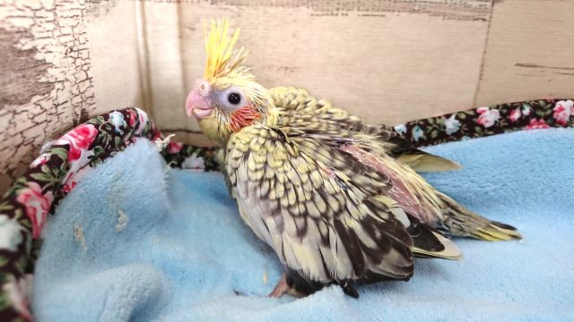 オカメインコ