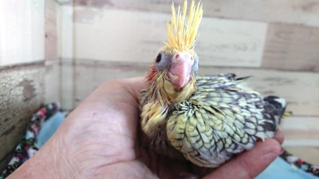 オカメインコ