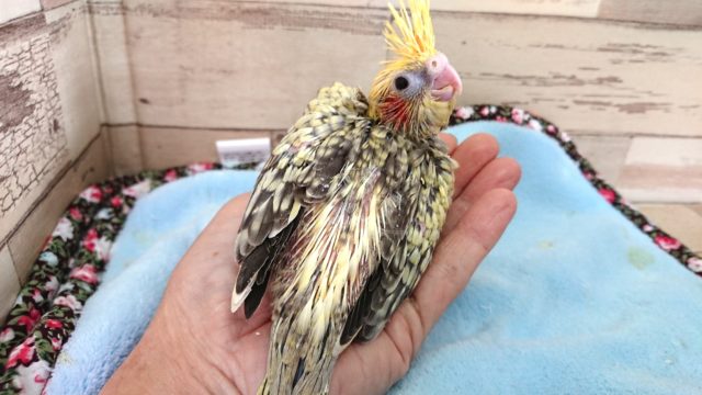 オカメインコ