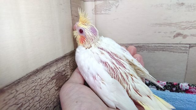 オカメインコ