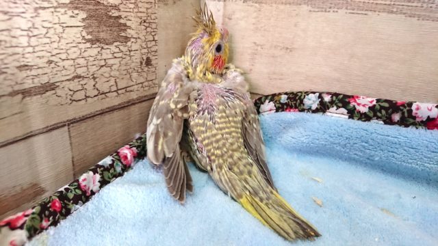 オカメインコ