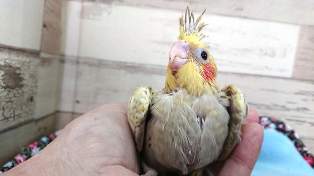 オカメインコ