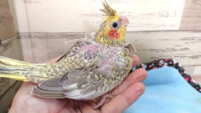 オカメインコ