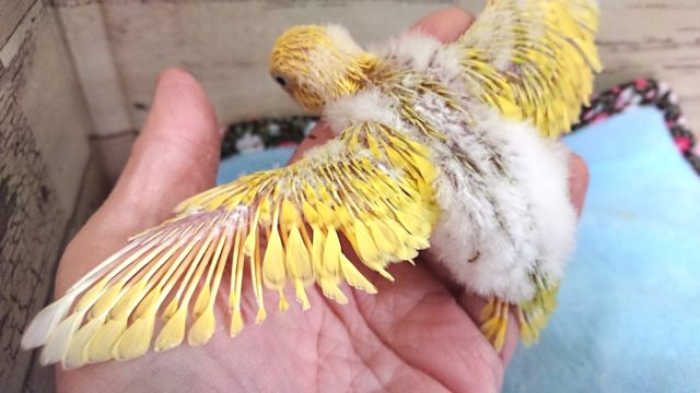 セキセイインコ