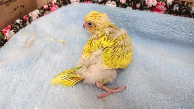 セキセイインコ