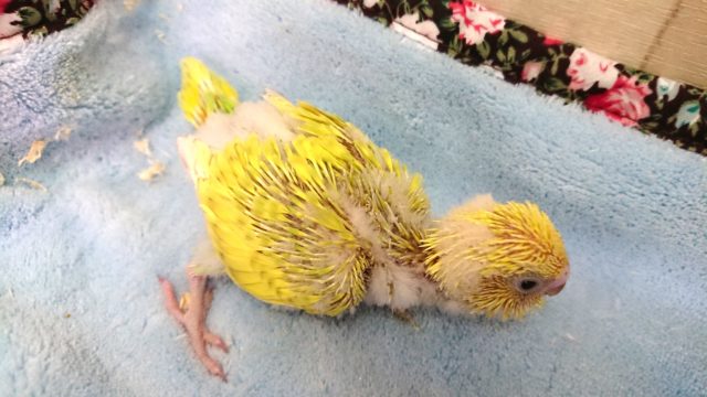 セキセイインコ