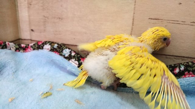 セキセイインコ