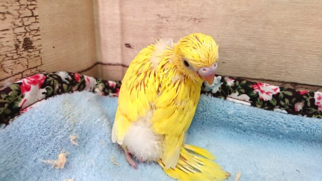 セキセイインコ