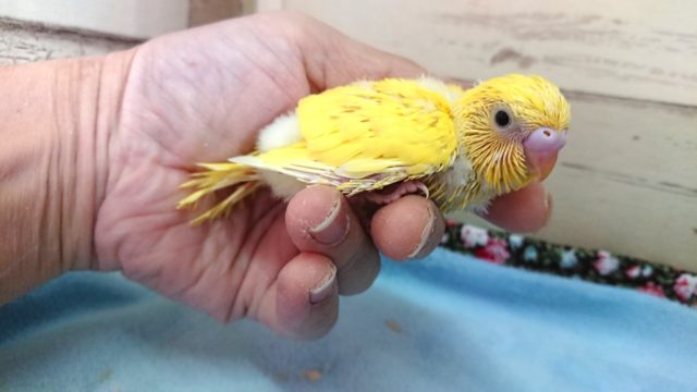 セキセイインコ