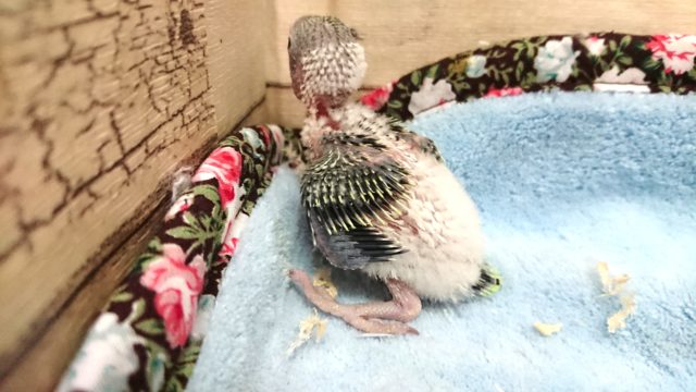 セキセイインコ