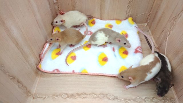 ファンシーラット