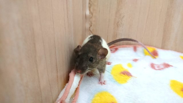 ファンシーラット