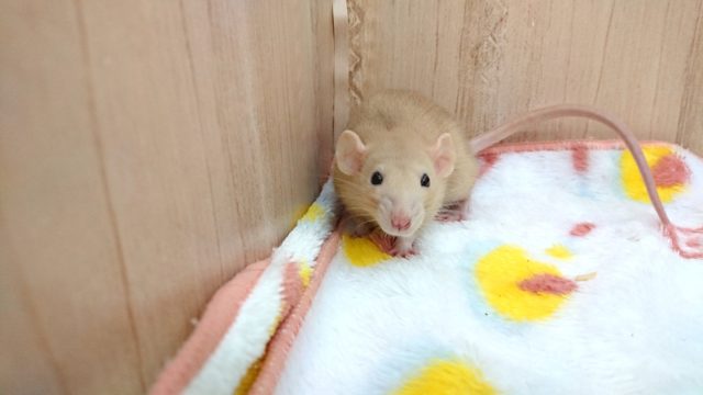 ファンシーラット