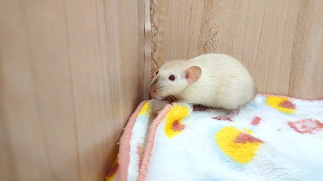 ファンシーラット