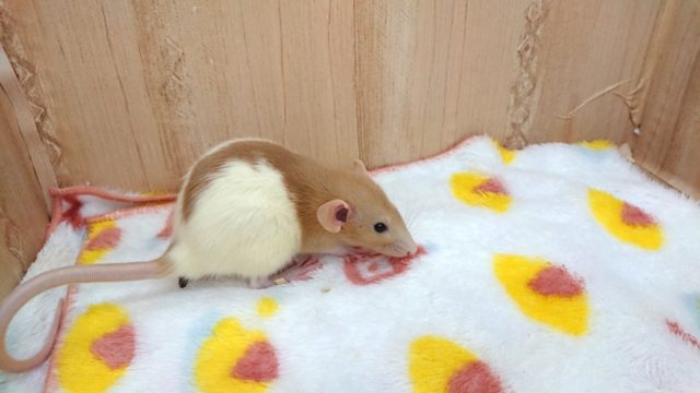 ファンシーラット