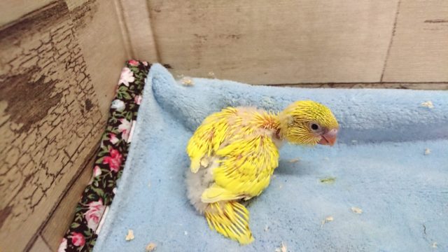 セキセイインコ