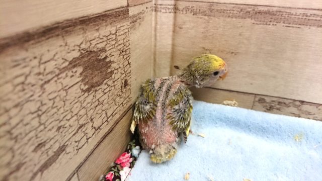 コザクラインコ（小桜インコ）