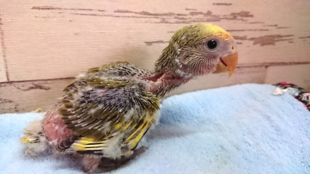 コザクラインコ（小桜インコ）