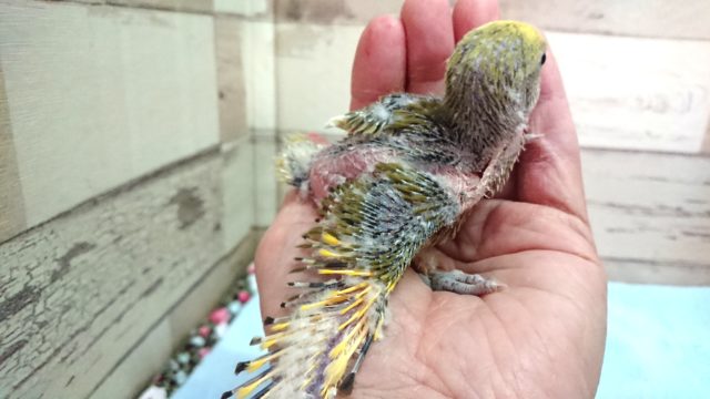 コザクラインコ（小桜インコ）