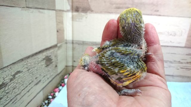 コザクラインコ（小桜インコ）