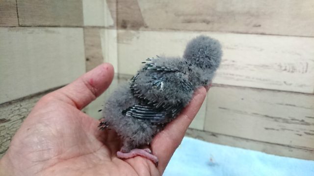 サザナミインコ