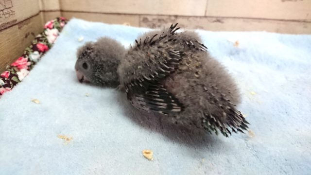 サザナミインコ