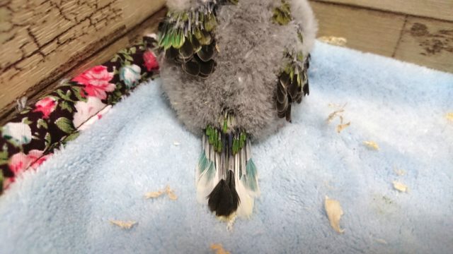 ビセイインコ（美声インコ）