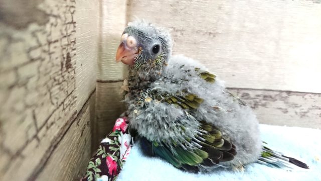 ビセイインコ（美声インコ）