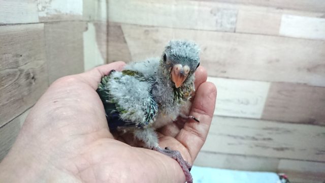 ビセイインコ（美声インコ）