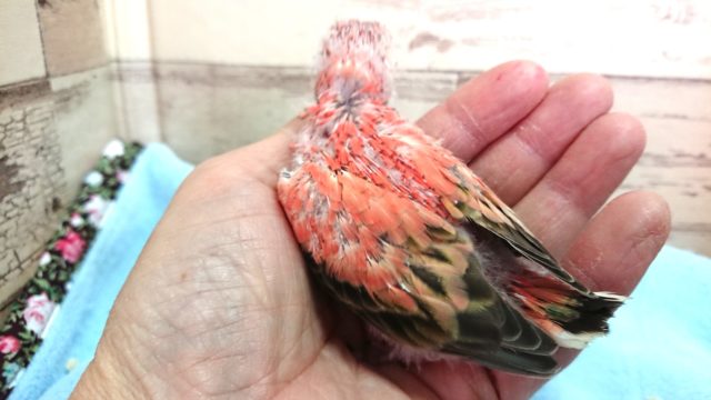 アキクサインコ（秋草インコ）
