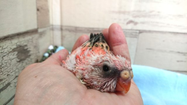 アキクサインコ（秋草インコ）