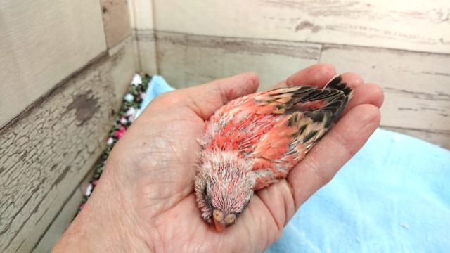 アキクサインコ（秋草インコ）