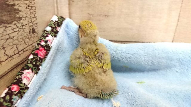 コザクラインコ（小桜インコ）