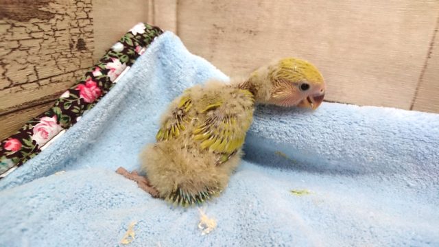 コザクラインコ（小桜インコ）