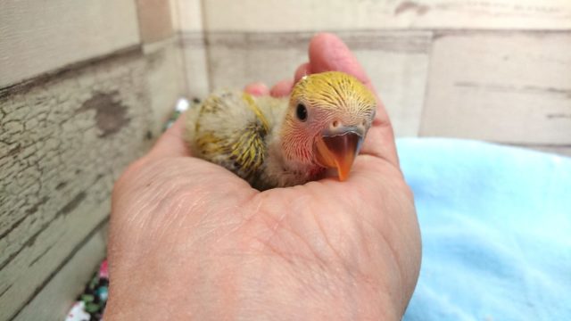 コザクラインコ（小桜インコ）