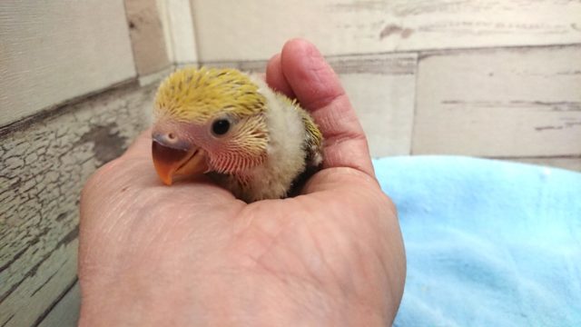 コザクラインコ（小桜インコ）