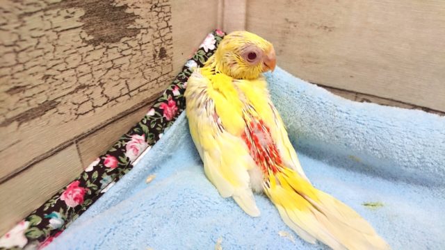 ビセイインコ（美声インコ）