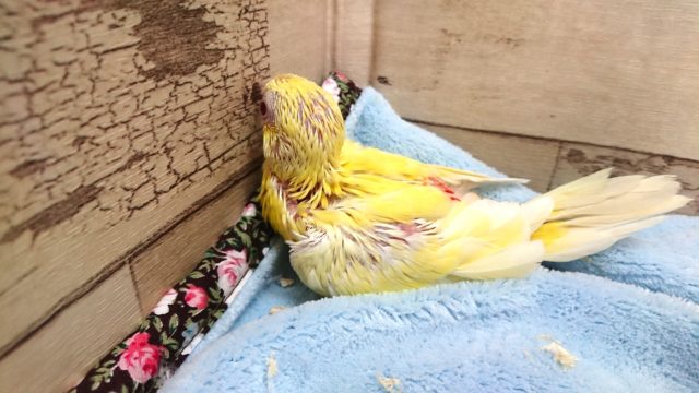 ビセイインコ（美声インコ）