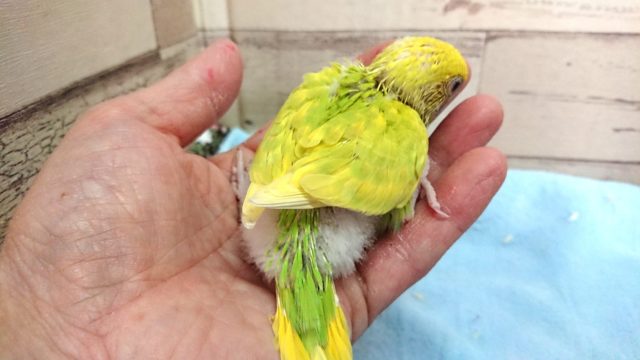 セキセイインコ