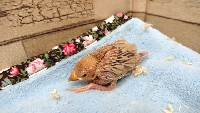 シナモン文鳥