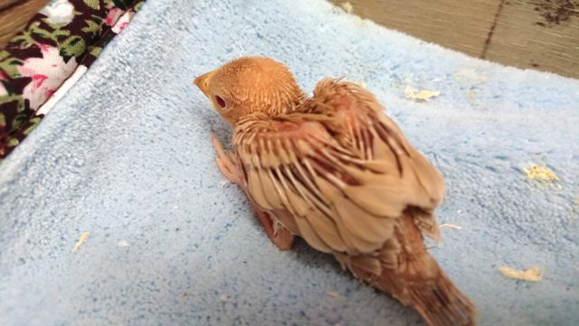 シナモン文鳥