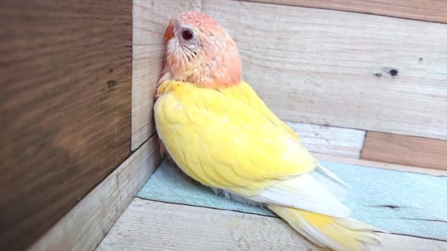 アキクサインコ（秋草インコ）
