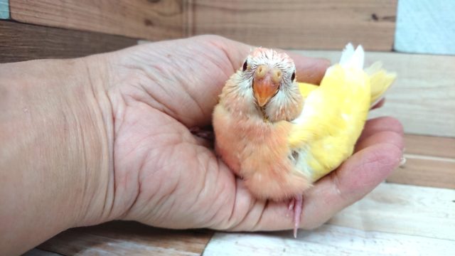 アキクサインコ（秋草インコ）