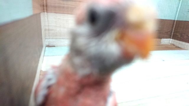 アキクサインコ（秋草インコ）