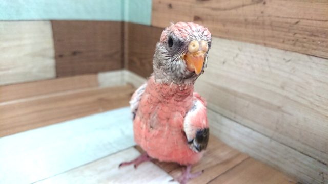 アキクサインコ（秋草インコ）