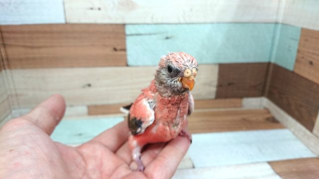 アキクサインコ（秋草インコ）